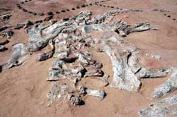 Scelette d'un dinosaure à Tiguidit